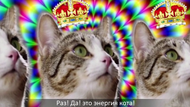 Video Reference: Cat, Small to medium-sized cats, Felidae, Whiskers, Tabby cat, European shorthair, Carnivore, Snout, Domestic short-haired cat, Kitten