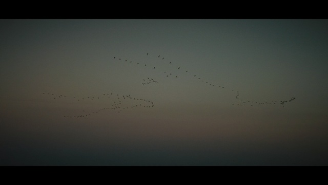 Video Reference: Sky, Black, Flock, Atmosphere, Horizon, Calm, Bird migration, Bird, Animal migration, Darkness