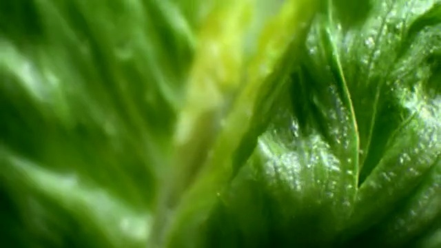 Video Reference: Leaf, Nature, Green, Leaf vegetable, Plant, Vegetable, Spinach, Food, Chard, Flower