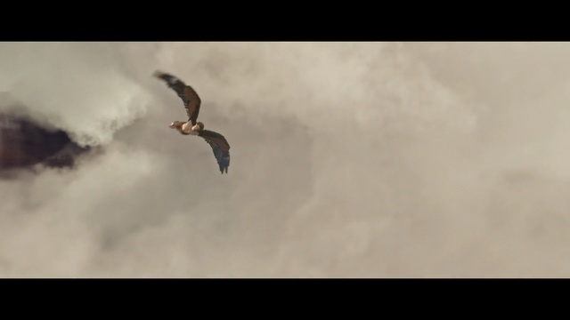 Video Reference: Bird, Sky, Beak, Bird of prey, Wildlife, Accipitriformes, Eagle, Buzzard, Falconiformes, Cloud