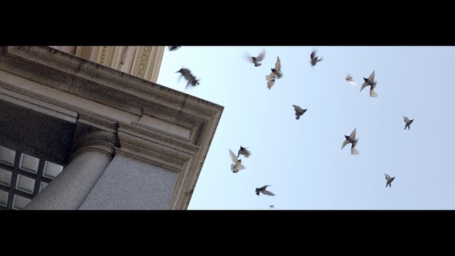 Video Reference: Bird, Flock, Wing, Pigeons and doves