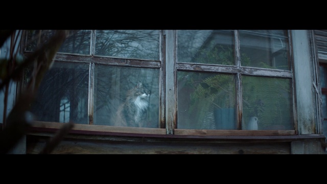 Video Reference: Window, Glass, Daylighting, Darkness, Tree, Architecture, Photography, Screenshot