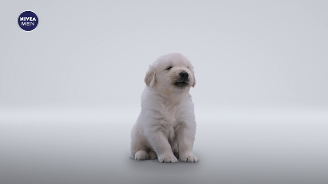 Video Reference: Dog, Mammal, Vertebrate, Canidae, Dog breed, Puppy, Labrador retriever, Carnivore, Companion dog, Retriever