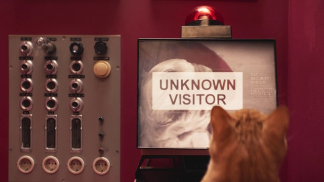 Video Reference: Cat, Felidae, Room, Small to medium-sized cats, Kitten, Person