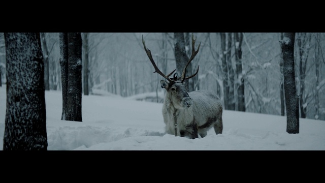 Video Reference: caribou, deer, buck, wildlife, snow, wild, Person