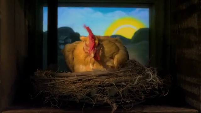 Video Reference: chicken, fauna, beak, galliformes, bird, organism, still life photography