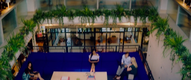 Video Reference: plant, tree, leisure, fun