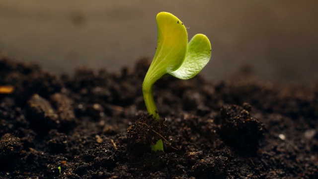 Video Reference: Soil, Green, Leaf, Sprouting, Plant, Flower, Plant stem, Arum family