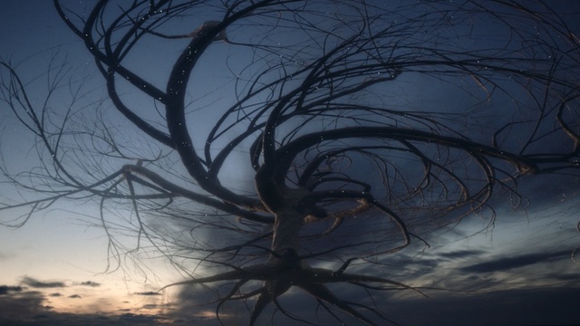 Video Reference: Sky, Branch, Tree, Atmosphere, Woody plant, Twig, Cloud, Evening, Plant, Dusk