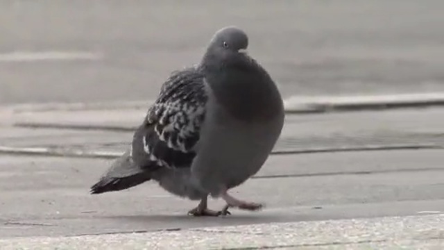 Video Reference: bird, pigeons and doves, fauna, beak, seabird, water bird, feather, Person