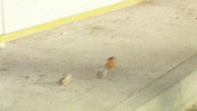 Video Reference: Insect, Stain, Pest, Flooring, Floor, Tile