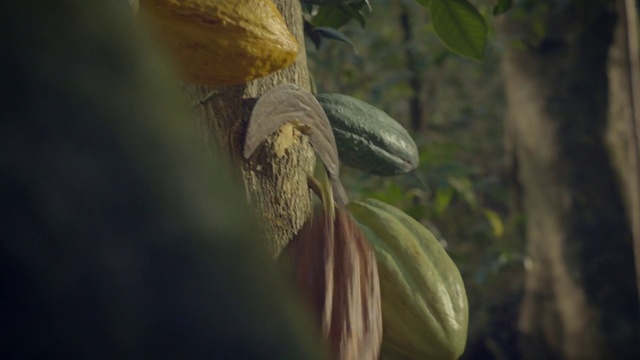 Video Reference: Leaf, Botany, Plant, Organism, Plant stem, Wildlife, Adaptation, Flower, Photography