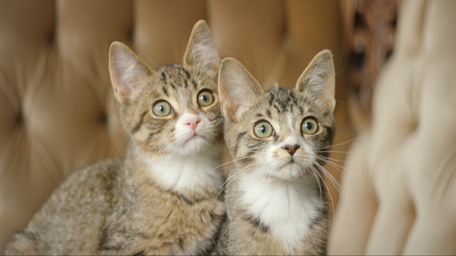 Video Reference: cat, small to medium sized cats, whiskers, cat like mammal, fauna, dragon li, kitten, domestic short haired cat, european shorthair, snout, Person