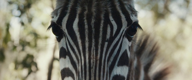 Video Reference: Hair, Wildlife, Zebra, Terrestrial animal, Close-up, Snout, Fur, Eye, Black-and-white, Safari