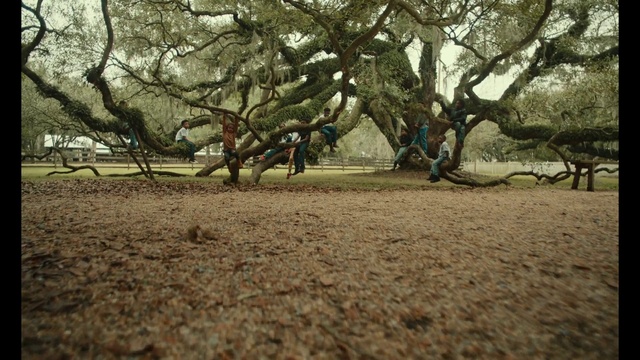 Video Reference: Tree, Nature, Branch, Natural landscape, Woody plant, Plant, Spring, Soil, Botany, Grass