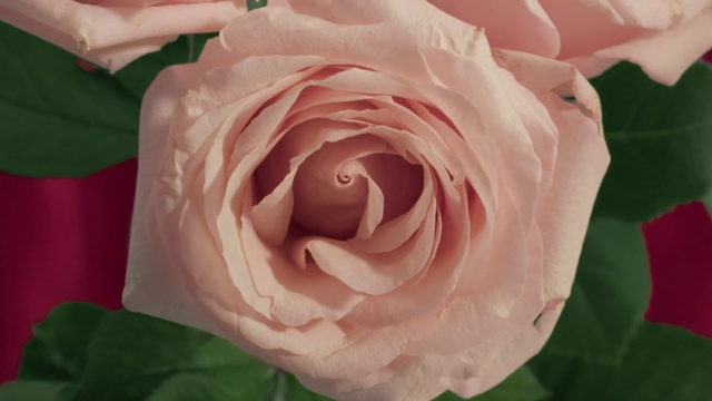 Video Reference: Flower, Rose, Garden roses, Flowering plant, Petal, Pink, Floribunda, Rose family, Plant, Red