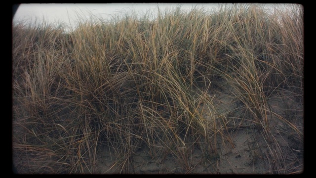 Video Reference: ecosystem, grass, grass family, prairie, ecoregion, sky, straw, plant, shrubland, tree