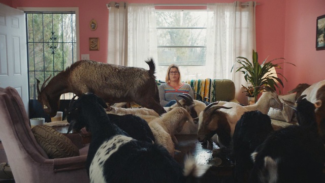 Video Reference: Dog, Canidae, Room, Sporting Group, Living room, Fur, Carnivore, Home, Interior design