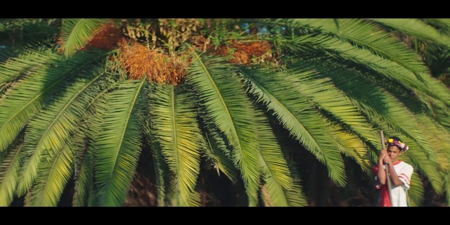 Video Reference: Plant, Terrestrial plant, Tree, Vegetation, Nature, Leaf, Fern, Woody plant, Palm tree, Vascular plant, Person