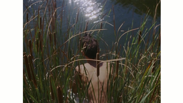 Video Reference: grass, fauna, grass family, plant, phragmites, wildlife, tree, Person