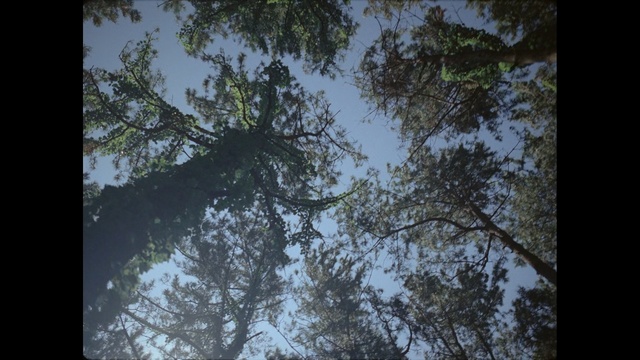 Video Reference: tree, nature, sky, vegetation, forest, ecosystem, leaf, woody plant, branch, flora
