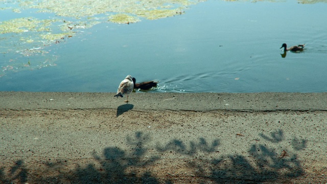 Video Reference: Water, Sea, Duck, Ocean, Water bird, River, Bird, Coast, Reflection, Lake, Outdoor, Flock, Standing, Beach, Pond, Body, Boat, Man, Walking, Flying, Group, Large, Air, Swimming, Parked, Nature, Animal, Shore