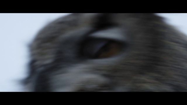 Video Reference: Face, Eye, Close-up, Head, Nose, Iris, Organ, Snout, Wildlife, Darkness