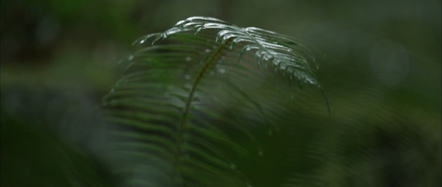 Video Reference: vegetation, leaf, grass, plant, biome, grass family, macro photography, vascular plant, forest, plant stem