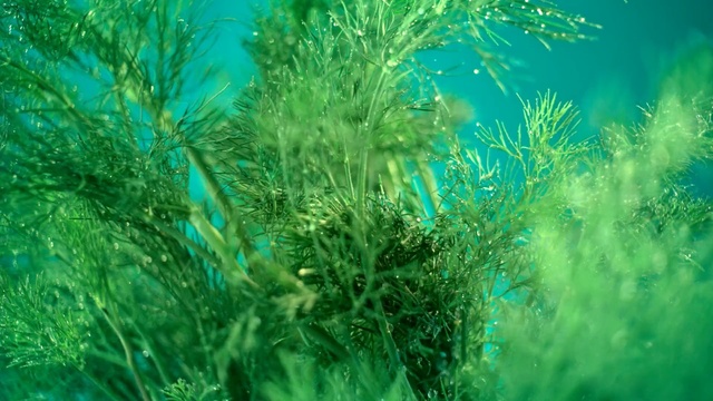 Video Reference: Green, Nature, Vegetation, Aquatic plant, Underwater, Marine biology, Plant, Seaweed, Turquoise, Grass