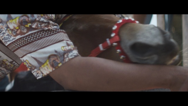 Video Reference: snout, mouth, temple, product, ear, screenshot