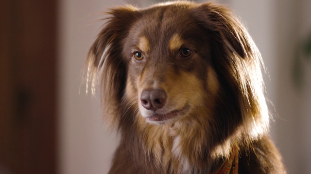 Video Reference: Vertebrate, Dog, Mammal, Canidae, Dog breed, Carnivore, Snout, Eye, Companion dog, Sporting Group