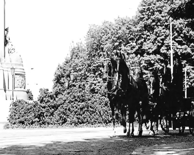 Video Reference: Tree, Black-and-white, Monochrome photography, Horse, Monochrome, Woody plant, Photography, Plant, Architecture, History