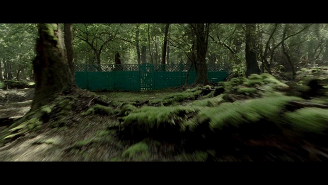 Video Reference: Nature, Woodland, Forest, Natural environment, Tree, Old-growth forest, Natural landscape, Green, Wilderness, Nature reserve