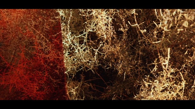 Video Reference: Red, Brown, Branch, Tree, Organism, Leaf, Pattern, Design, Grass, Stock photography