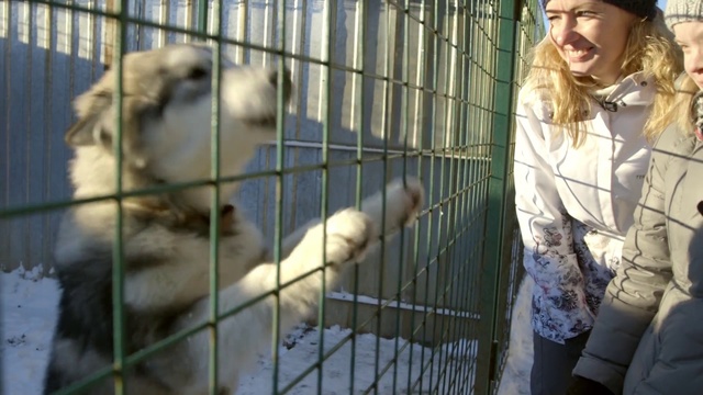 Video Reference: Animal shelter, Mammal, Cage, Zoo, Dog breed, Canidae, Sporting Group, Carnivore, Service, Pet supply