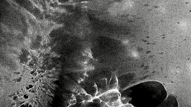 Video Reference: Black, Black-and-white, Monochrome, Monochrome photography, Water, Stock photography, Design, Pattern, Photography, Tree