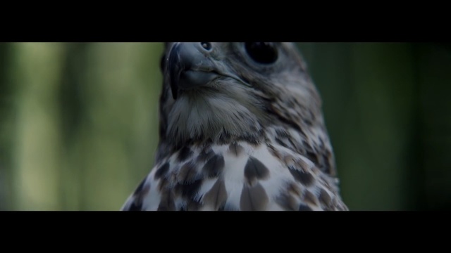 Video Reference: Bird, Vertebrate, Bird of prey, Beak, Nature, Wildlife, Hawk, Owl, Accipitriformes, Buzzard
