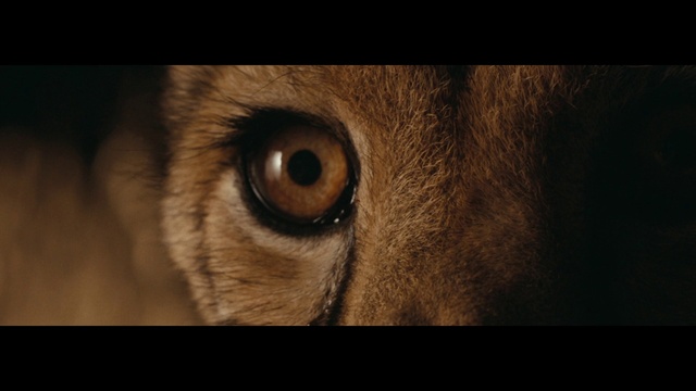 Video Reference: Eye, Iris, Close-up, Felidae, Nose, Whiskers, Snout, Organ, Cat, Wildlife