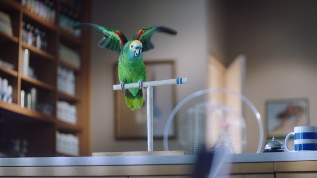 Video Reference: Bird, Budgie, Green, Parakeet, Parrot, Beak, Wing