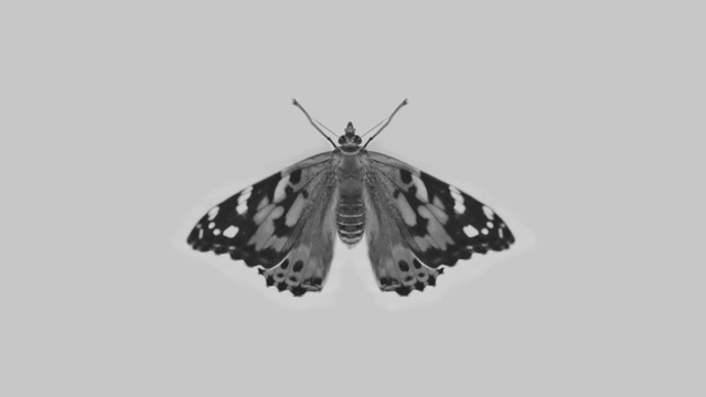 Video Reference: Moths and butterflies, Butterfly, Cynthia (subgenus), Insect, Moth, Invertebrate, Melanargia, Pollinator, Grizzled skipper, Brush-footed butterfly
