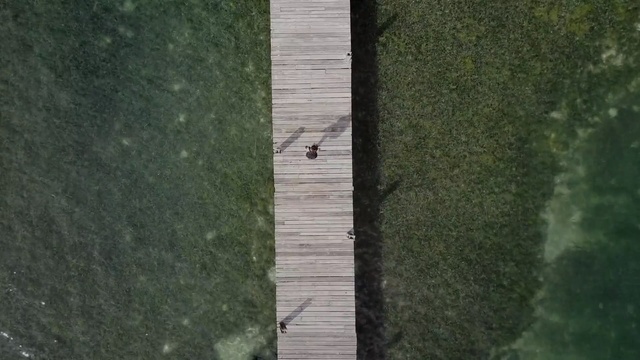 Video Reference: green, leaf, wall, grass, tree, wood, biome, sky, water