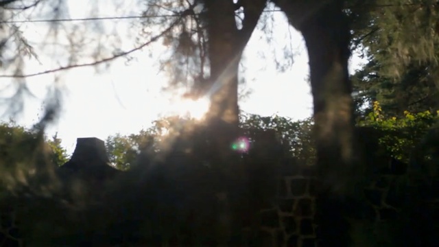 Video Reference: Nature, Photograph, Tree, Sunlight, Light, Atmospheric phenomenon, Morning, Natural environment, Leaf, Branch, Person