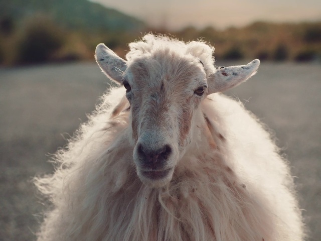 Video Reference: Goats, Vertebrate, Mammal, Mountain goat, Goat, Sheep, Horn, Sheep, Livestock, Cow-goat family