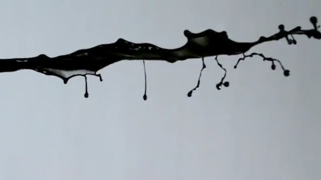 Video Reference: branch, twig, tree, sky, bat, black and white