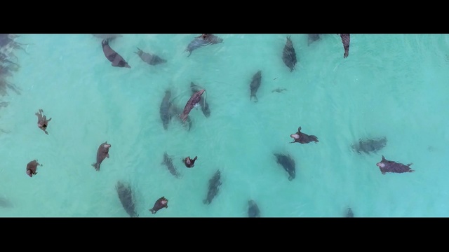 Video Reference: ecosystem, underwater, geological phenomenon, sky, organism, extreme sport, water, ice, adventure, marine biology