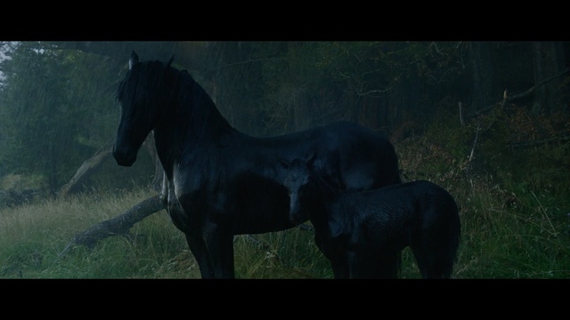 Video Reference: Horse, Mammal, Vertebrate, Mane, Hair, Mustang horse, Stallion, Mare, Organism, Colt