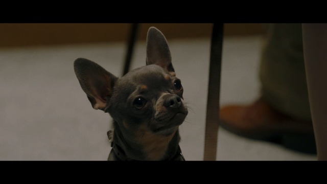 Video Reference: dog, dog like mammal, dog breed, snout, chihuahua, carnivoran, russkiy toy, puppy, toy dog