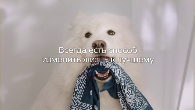Video Reference: Dog, Canidae, Nose, Spitz, Dog breed, Companion dog, Pomeranian, Bichon, Font, Non-sporting group, Person, Indoor, White, Sitting, Looking, Wearing, Bear, Face, Large, Table, Man, Stuffed, Bed, Room, Standing, Carnivore, Animal, Mammal