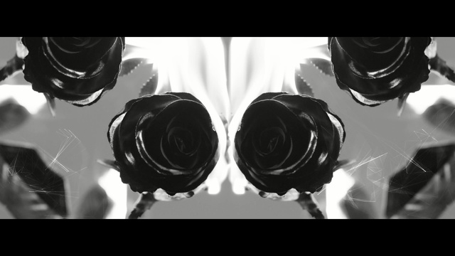 Video Reference: white, black, black and white, photograph, monochrome photography, photography, close up, monochrome, rose family, still life photography