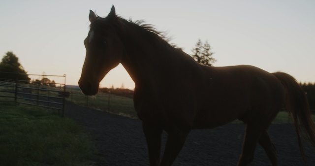 Video Reference: horse, stallion, bridle, mane, horse like mammal, mare, mustang horse, pasture, morning, sky